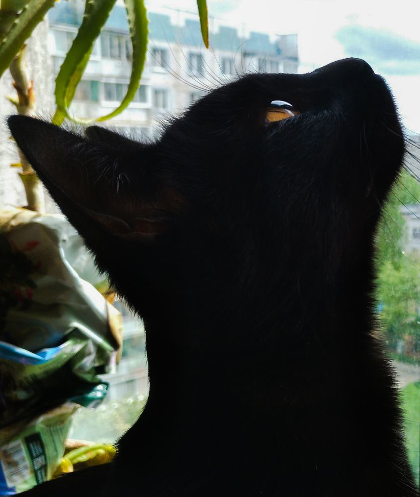 Фотография автора Александр Высоцкий