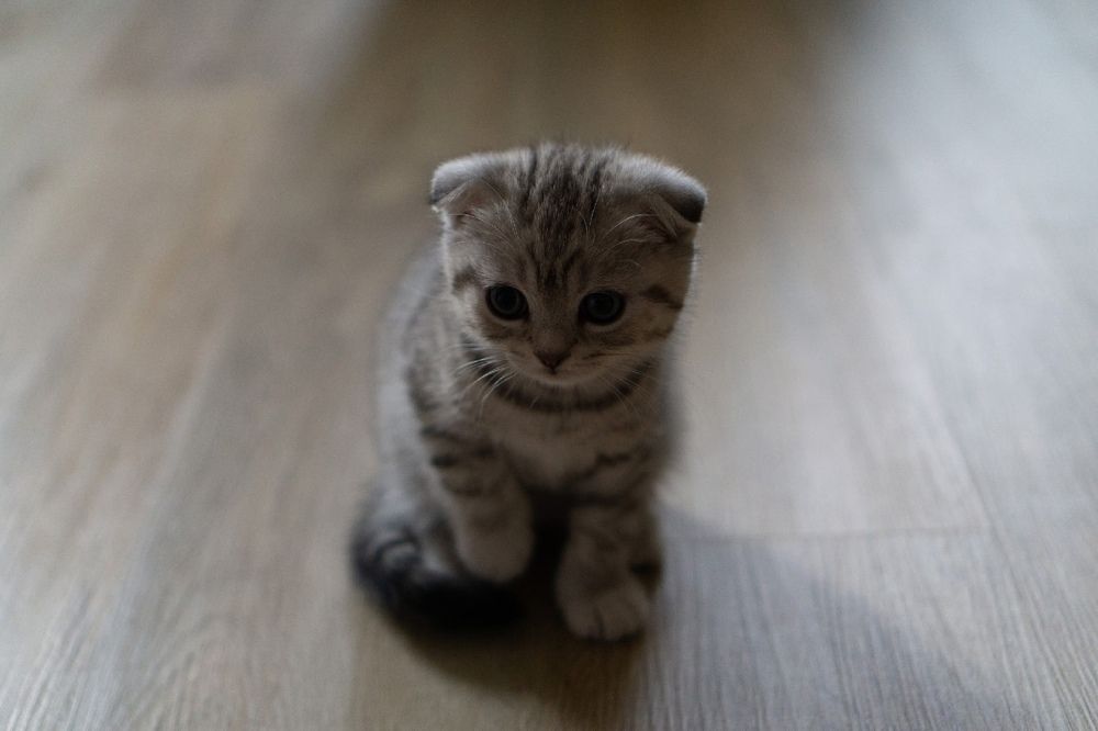 Шуня-Шуршуня