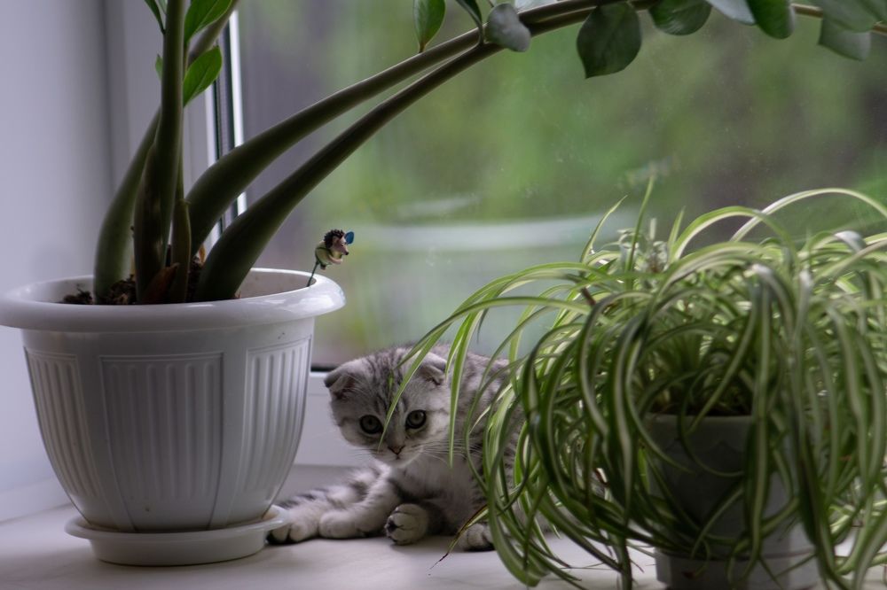 Почти в дикой природе