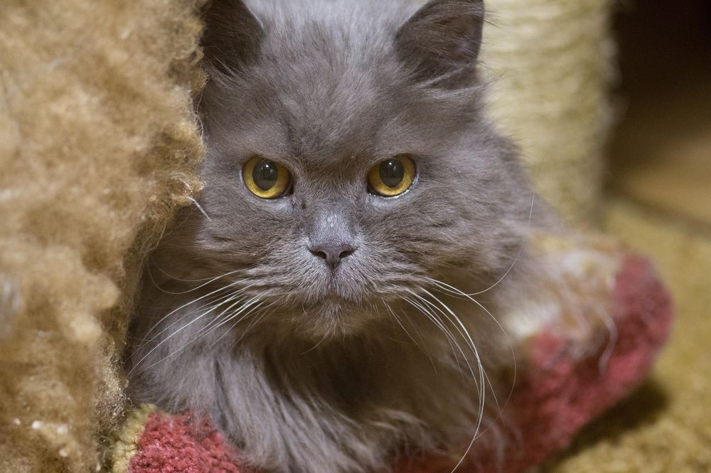 Мурзимандия