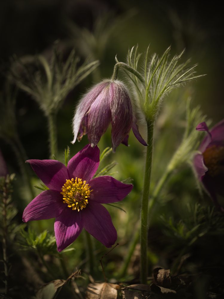 Photograph by Анастасия Бравичева