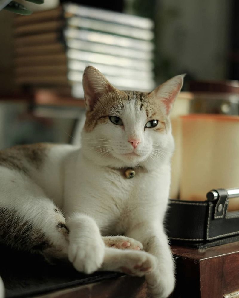 Photograph by Pifin Mustaji