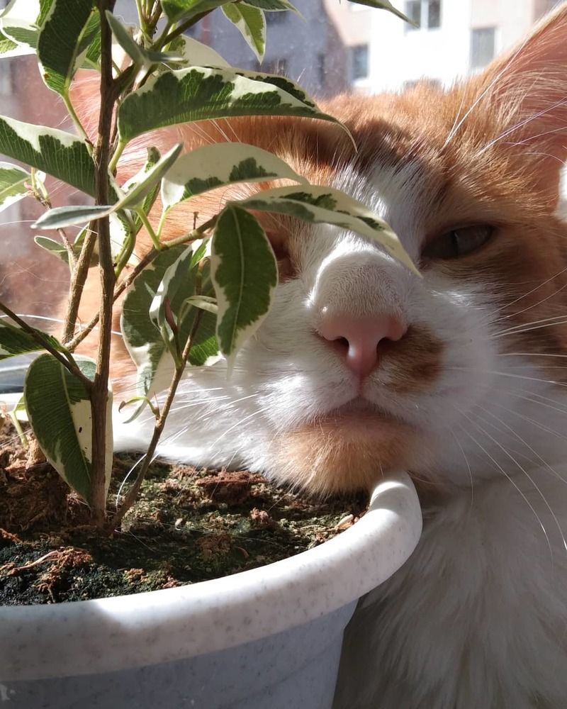 Фотография автора Мария Конкордия