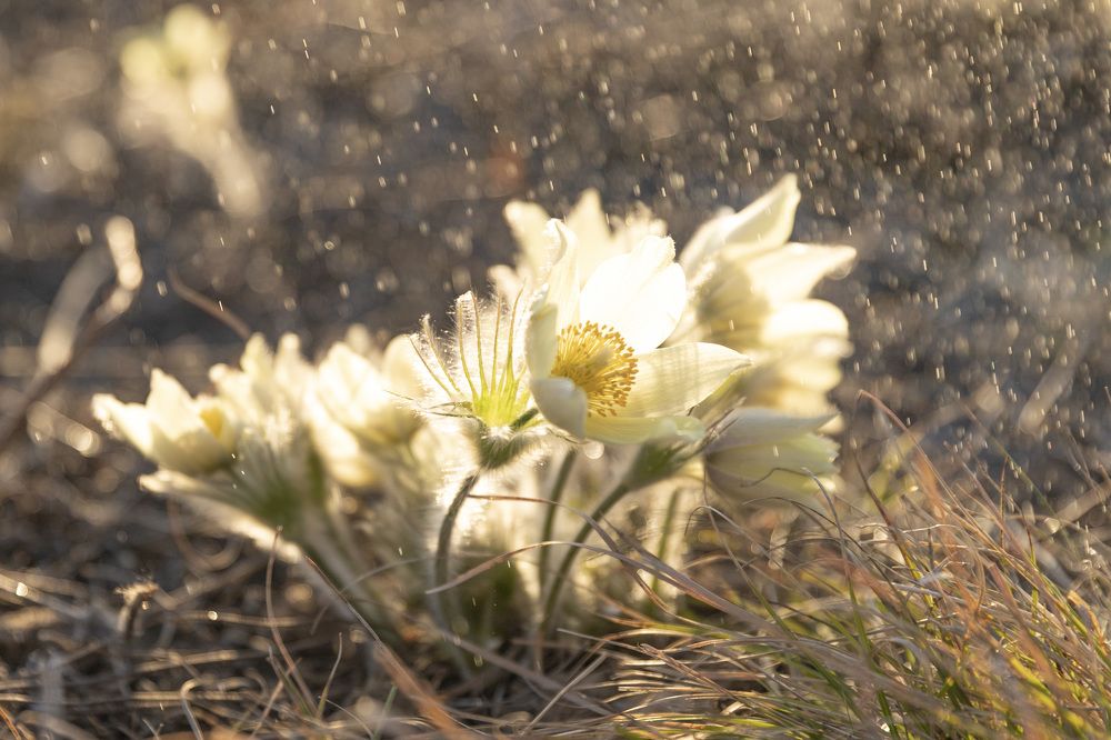 Yellow pasque flowers