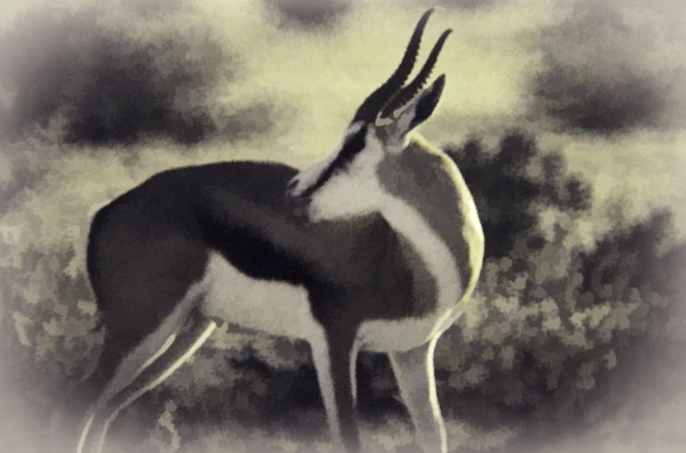 Springbok