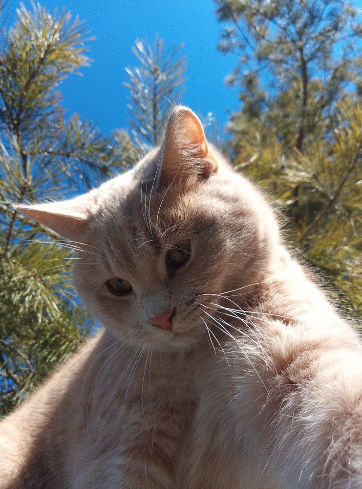 Кот