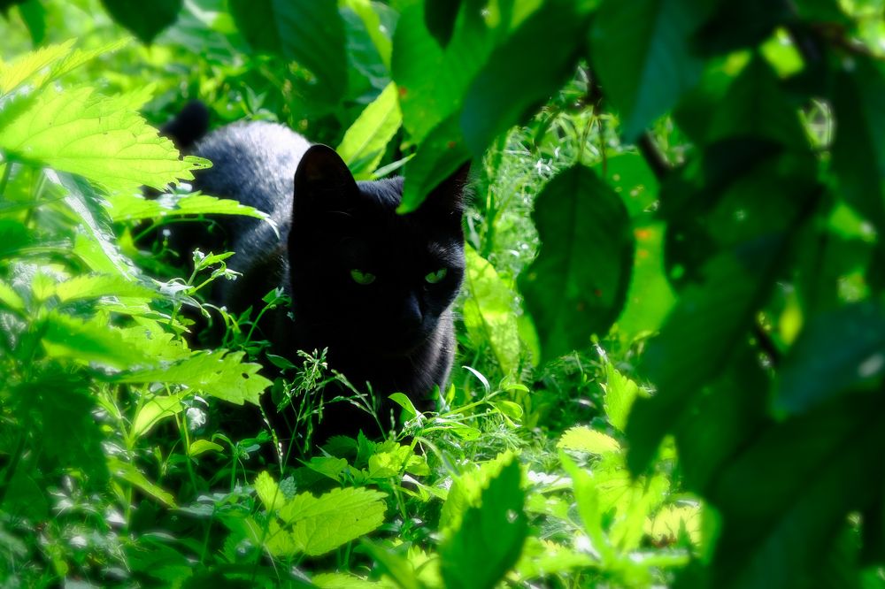 Фотография автора Александр Высоцкий