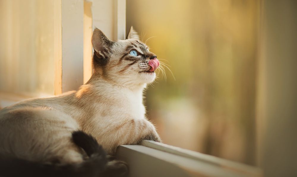 A cute Thai kitten with blue eyes lies on the white windowsill near the open window and looks up with interest, licking
