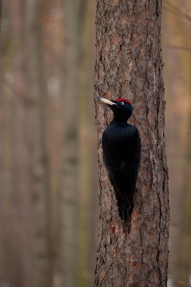 Желна, черный дятел