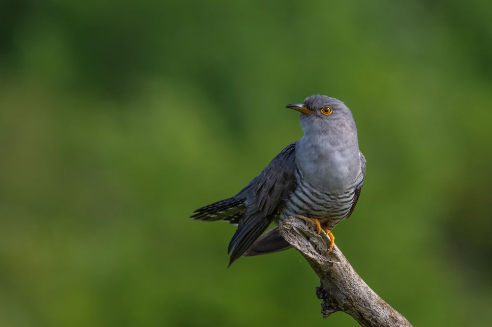 Photograph by Nikolay Stoyanov