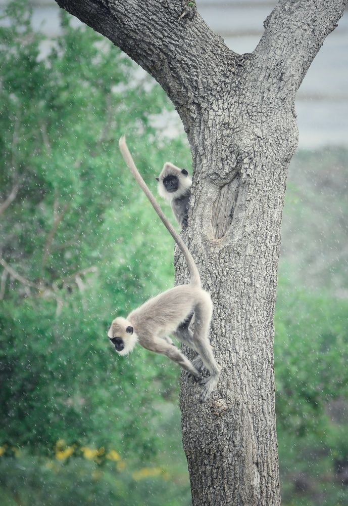 Photograph by Niroshan Wijesinghe
