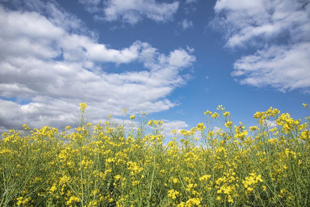 Photograph by Julia Carr