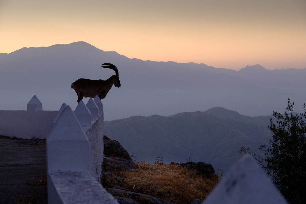Ibex dawn