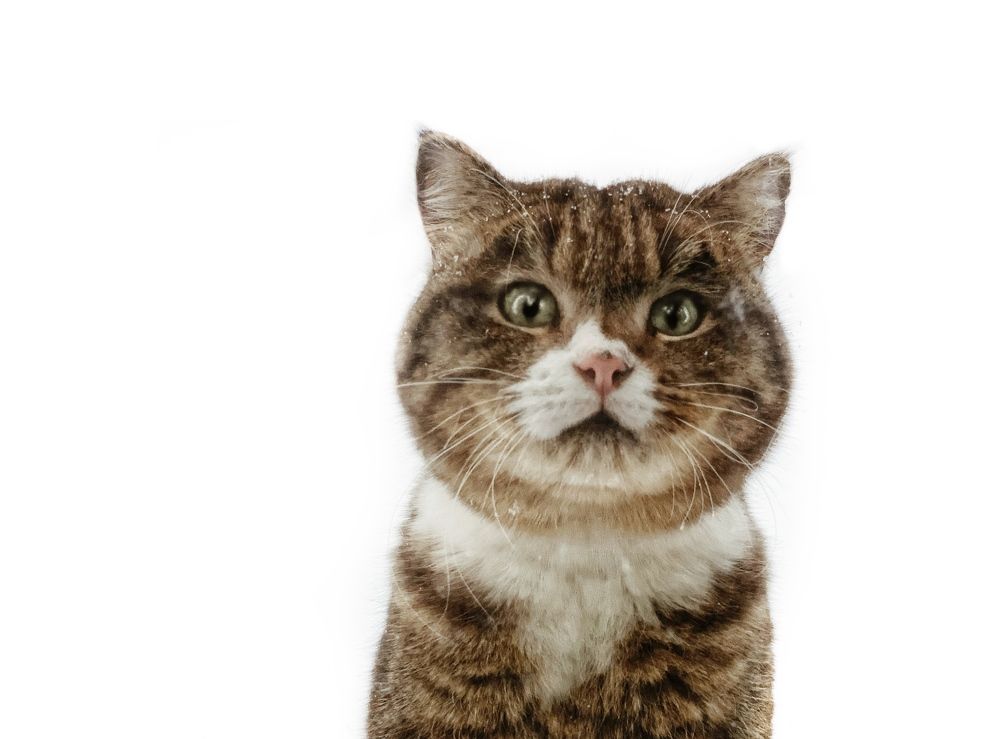 Photograph by Ирина Тимонина