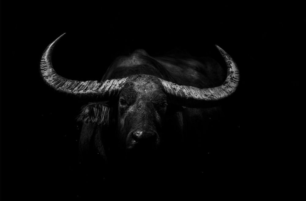 Фотография автора Jayanta Guha