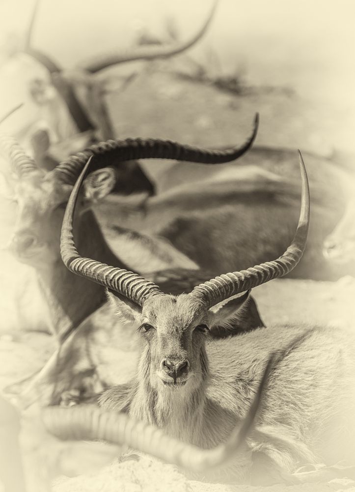 Photograph by Katja Sen