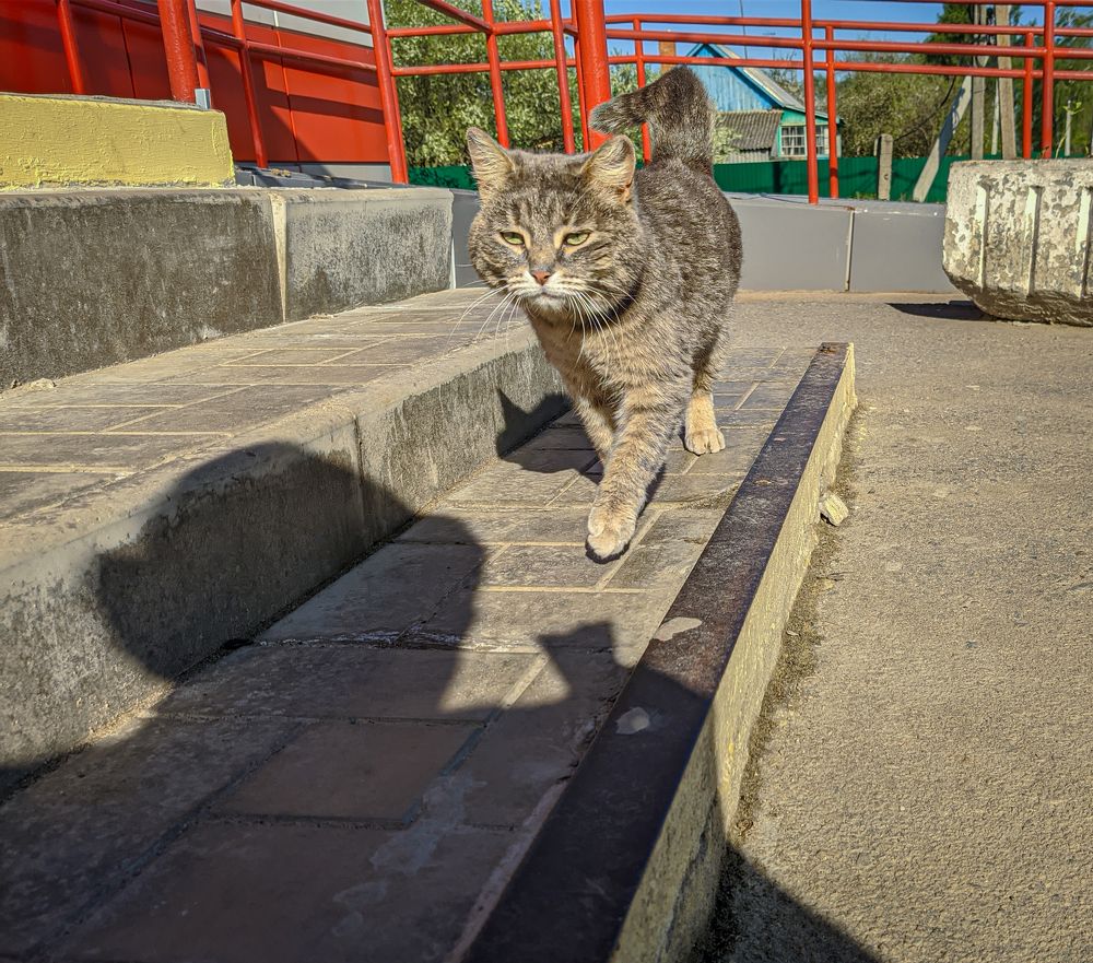 Кот, который гуляет сам по себе