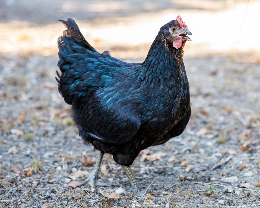 Photograph by Игорь Калинин