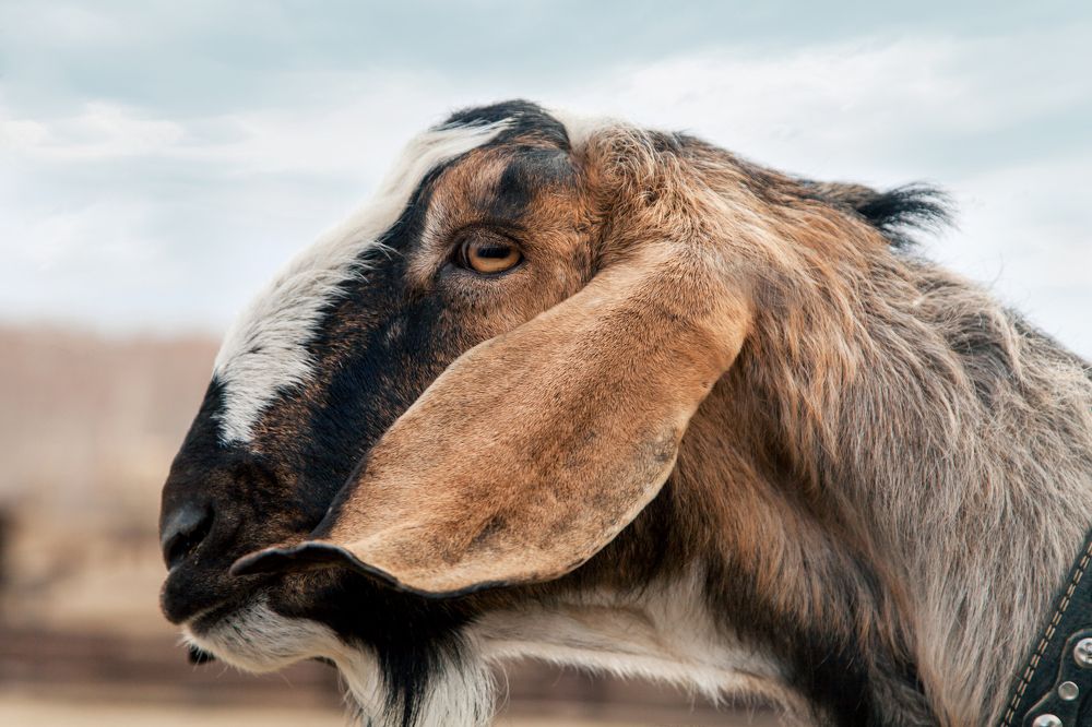 Портрет козочки.