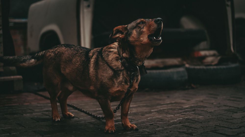 Photograph by Елизавета Кулаковская