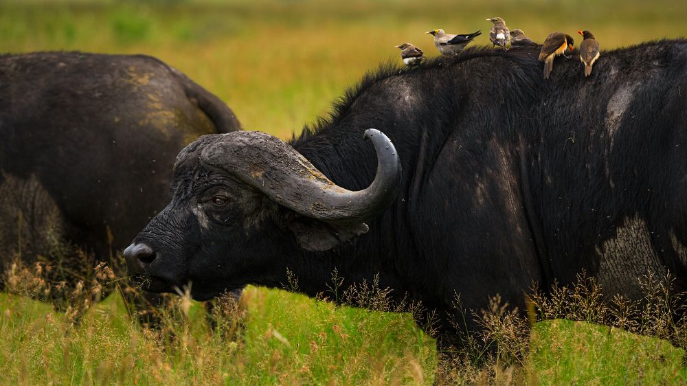 Photograph by Artem Khazov