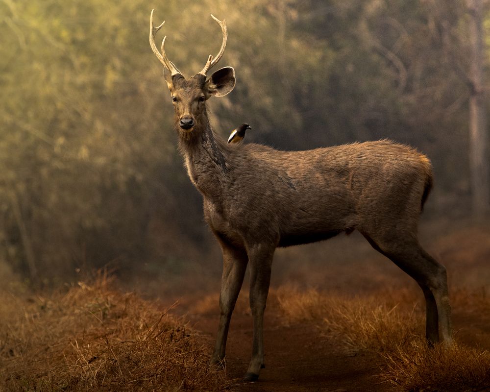 Фотография автора Satadru Mondal