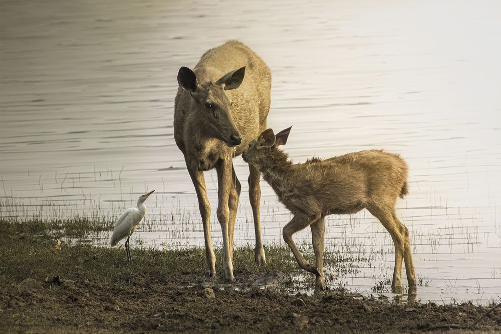 Photograph by Satadru Mondal