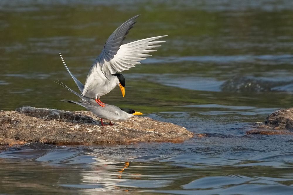 RIVERTERN COURTSHIP