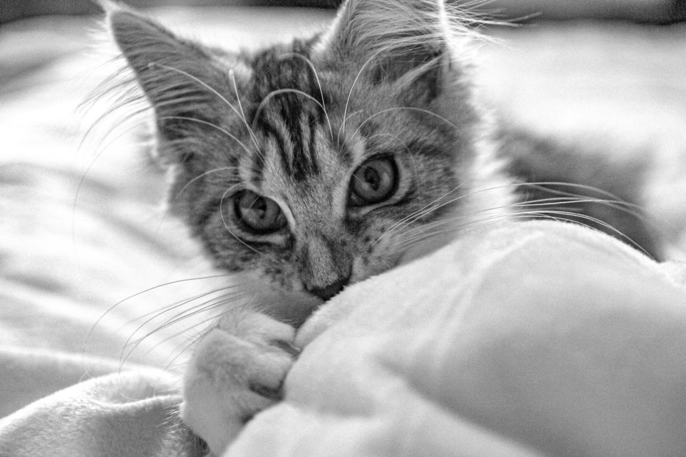 Photograph by Elvira Maksimova