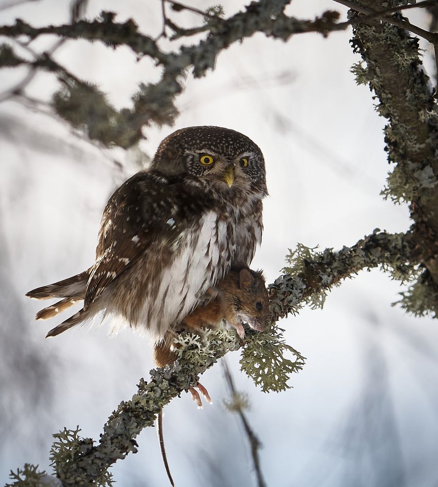 Pygmy Owl .