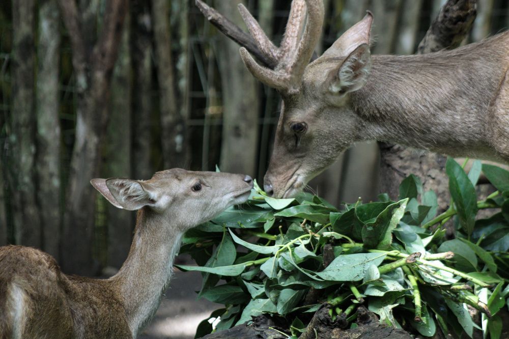 Фотография автора Firmansyah Angga
