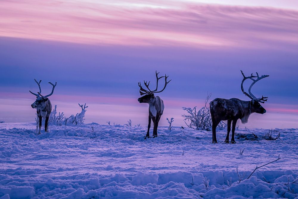 Фотография автора Наталья Ермохина