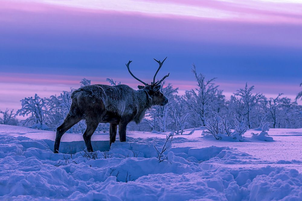 Фотография автора Наталья Ермохина