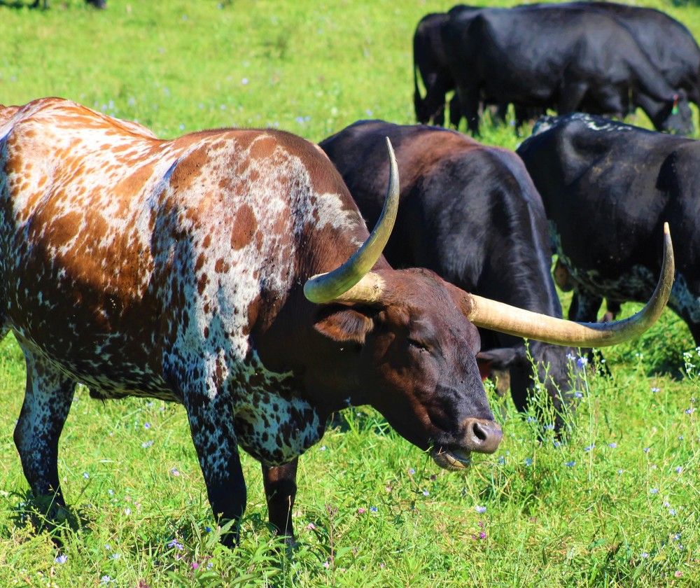 Photograph by Carol Taylor