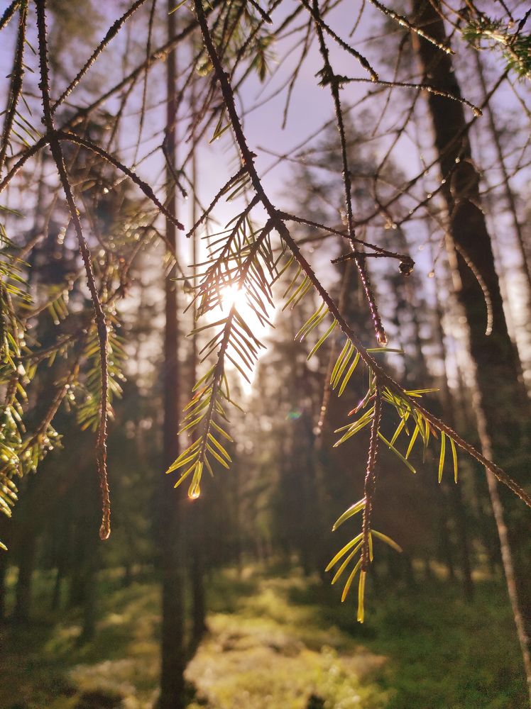 Photograph by Сергей