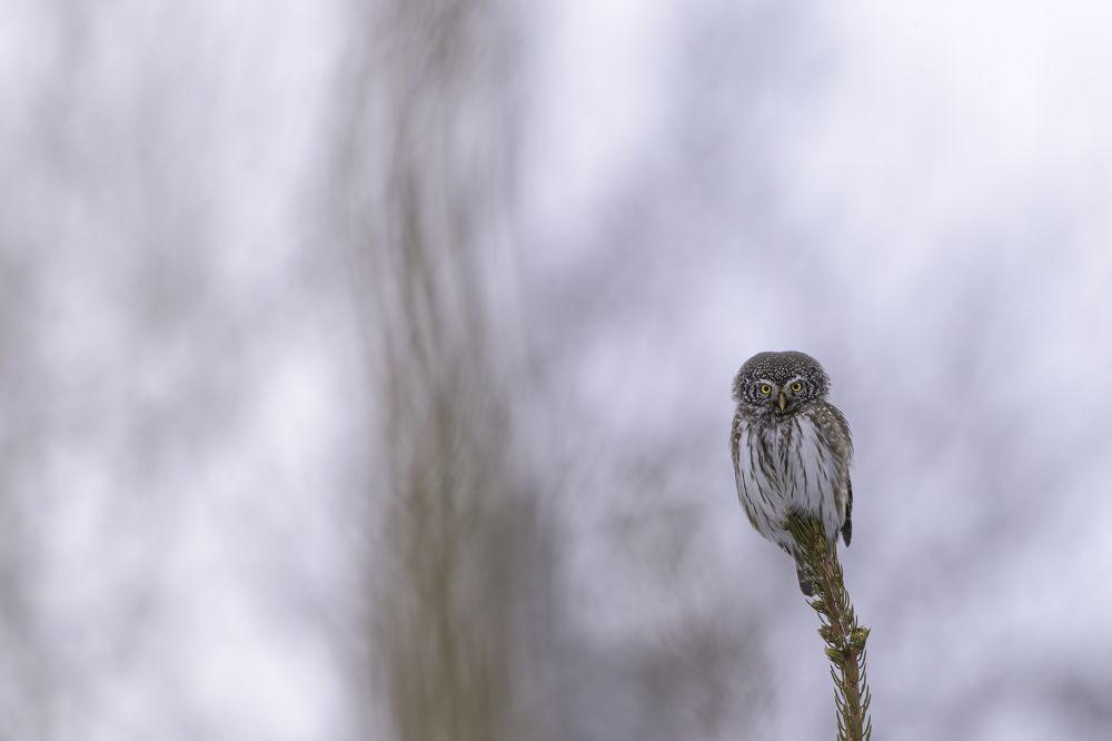 Photograph by Cucu Stefan Remus