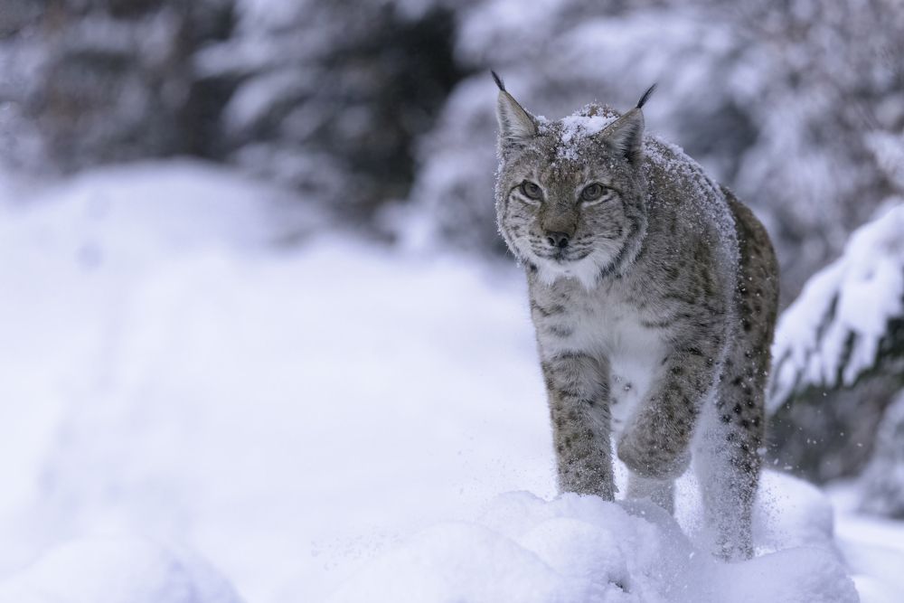 Photograph by Cucu Stefan Remus