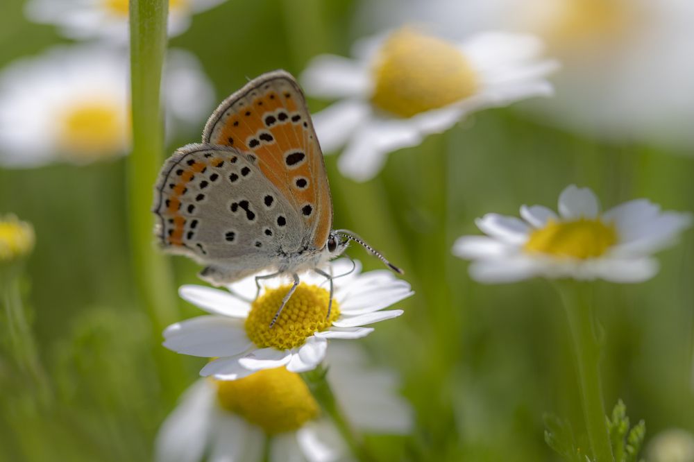Фотография автора Nikolay Tatarchuk