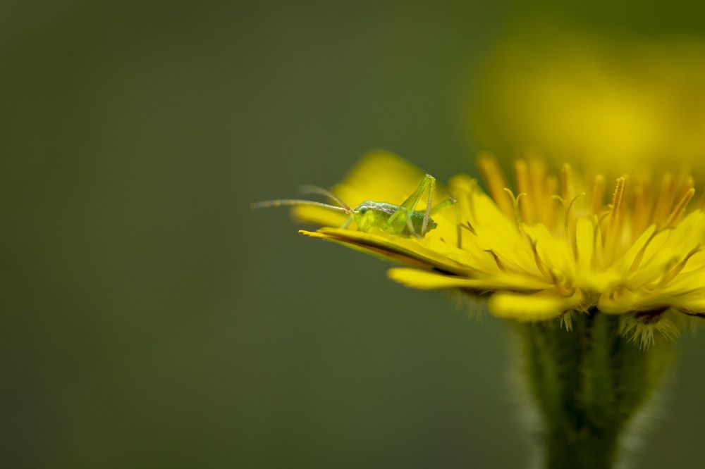 Фотография автора Nikolay Tatarchuk