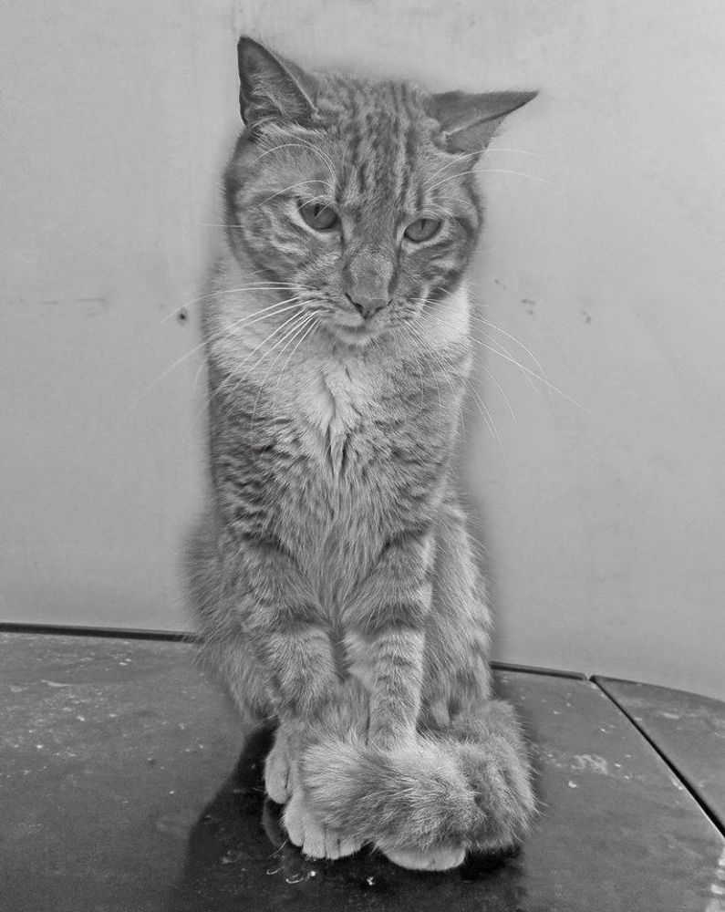 Milo