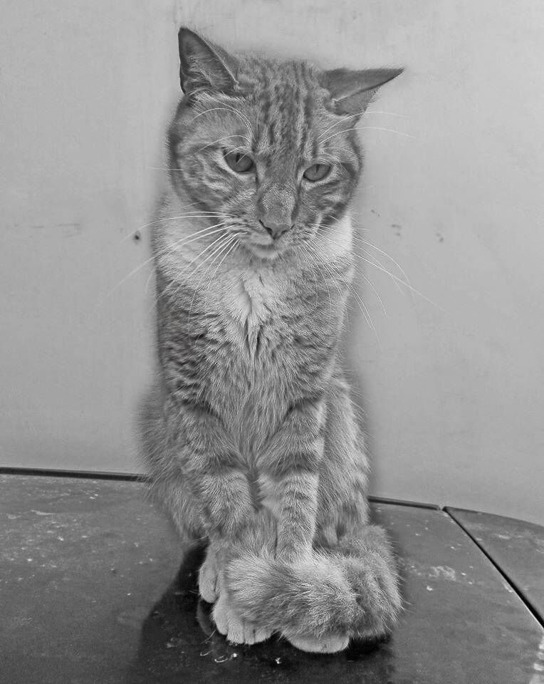 Milo
