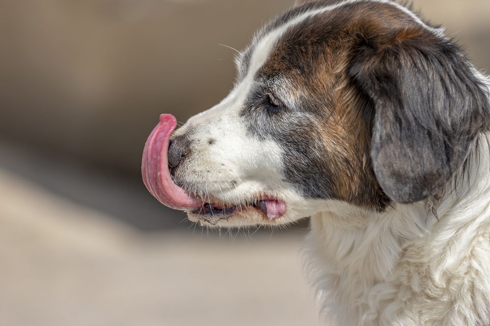 Фотография автора Nikolay Tatarchuk
