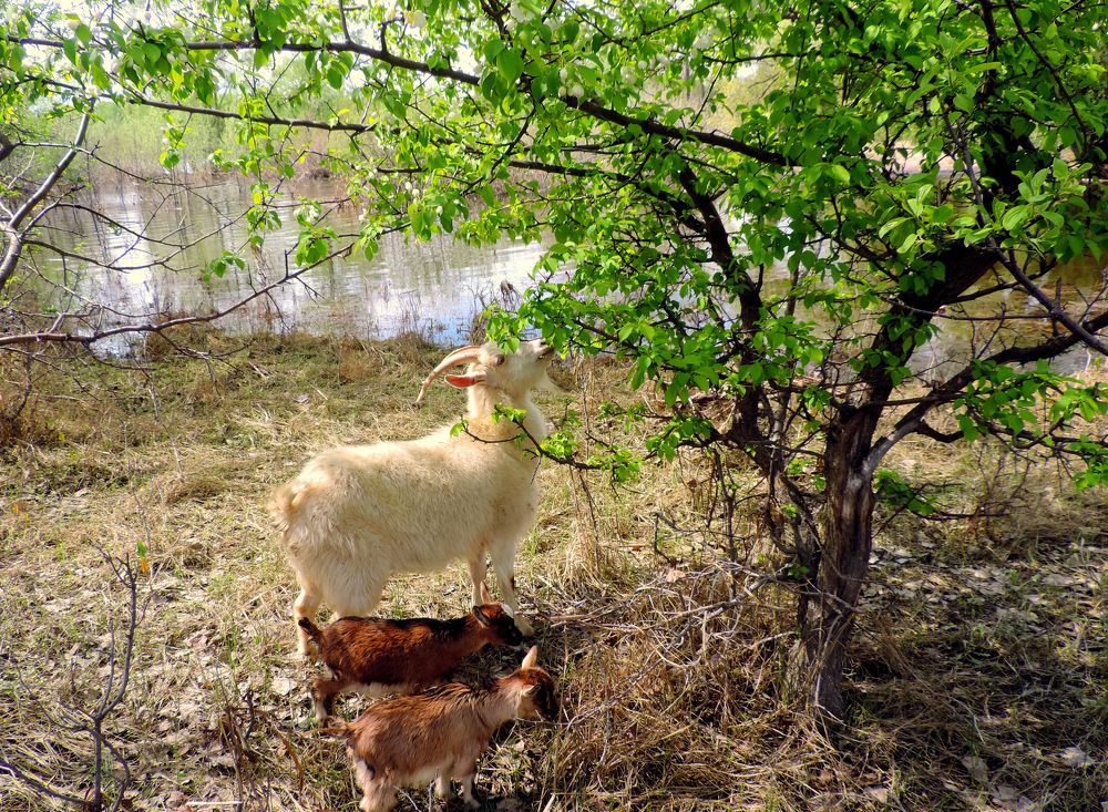 Козлятушки-ребятушки