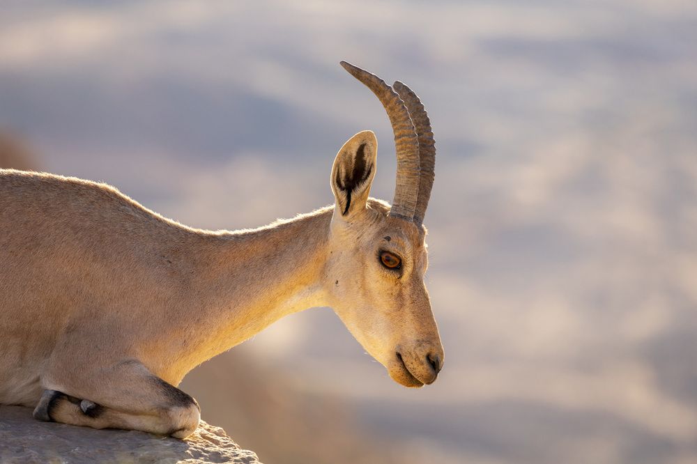 Фотография автора Nikolay Tatarchuk