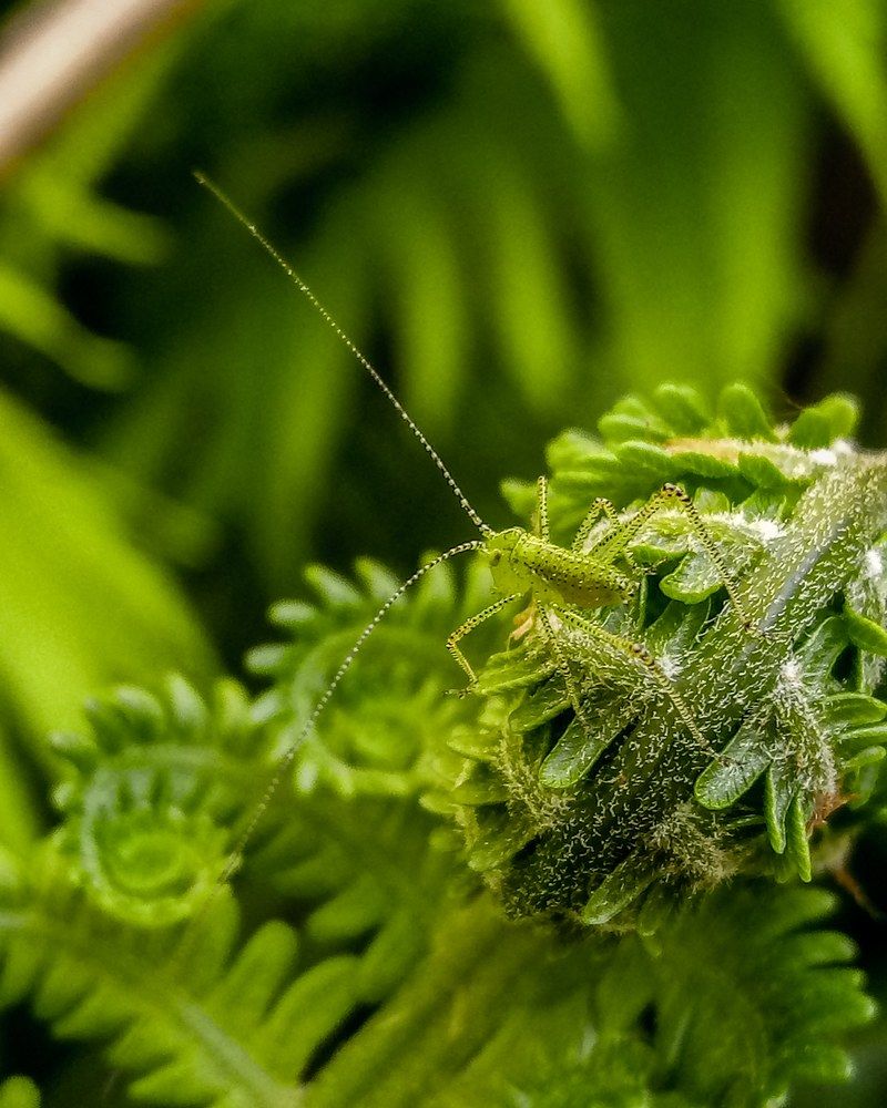 Кузнечик/grasshopper