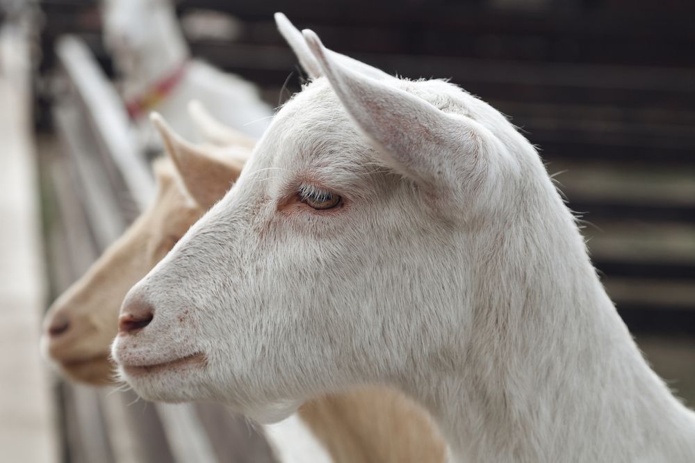 Провожающие взглядом...