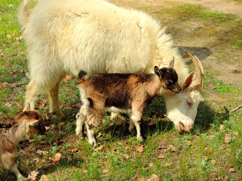 На пастбище