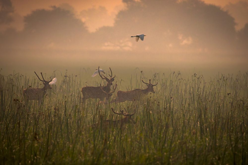 Photograph by k Ravi Reju