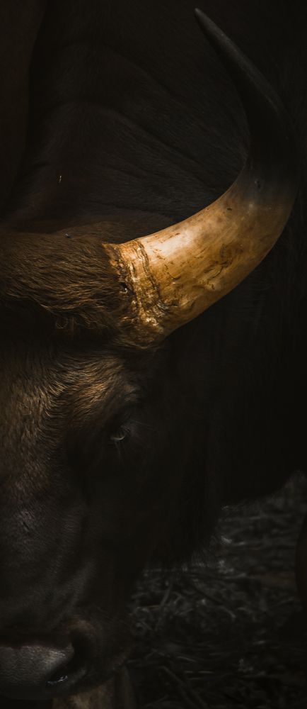 Photograph by Mithun Narayanan