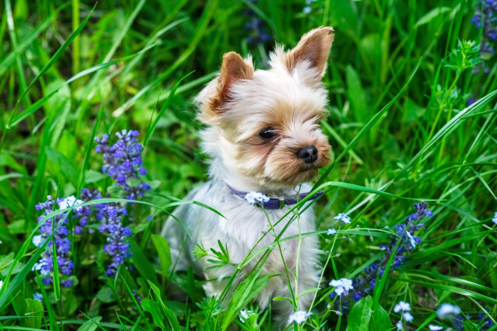 Photograph by Михаил Серебренников